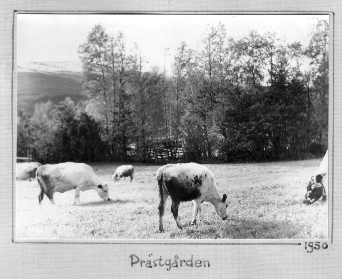 S.16 Prästgården 1950